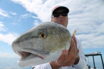 Got Redfish