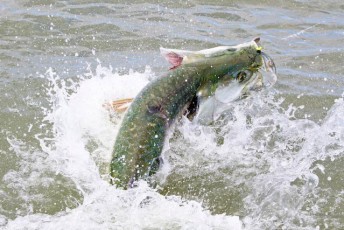 Flamingo Tarpon Fishing